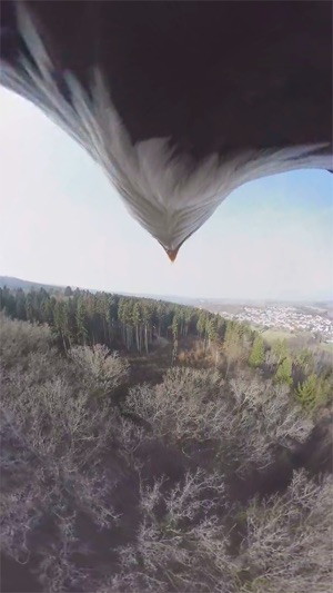 VR Fly With A Real Bald Eagle Virtual Reality 360(圖3)-速報App