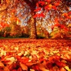 Icon Autumn Wallpapers - Beautiful Home and Lock Wallz