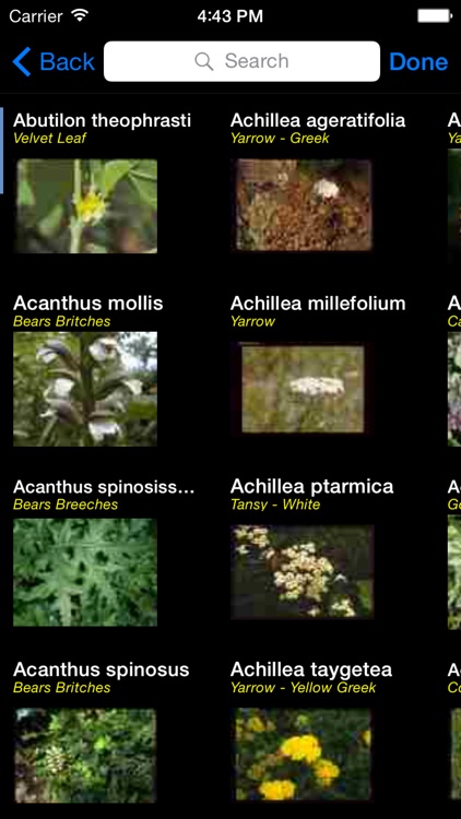 Wildflowers of Europe & Asia - A Wildflowers App