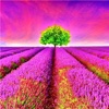 Colorful Nature Wallpapers HD- Quotes and Art