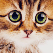 可爱的小猫猫壁纸和背景