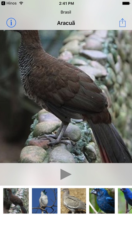 Brazilian bird's singing