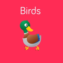 Birds Flashcard for babies and preschool