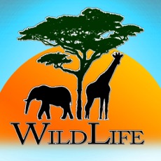 Activities of Wild Life io (opoly)