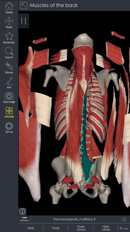 Medsee - 3D Detailed Anatomy