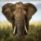 Icon Elephant Simulator 3D : A Commando Hunting Game