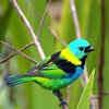 Cute Lovely Little Birds Photos & Wallpapers Cute Lovely Little Birds Photos & Wallpapers