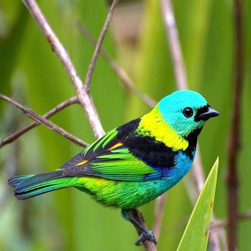 Cute Lovely Little Birds Photos & Wallpapers Icon