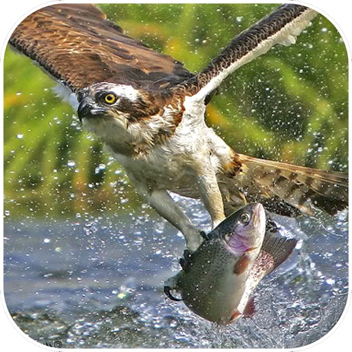VR Eagle Fly Simulator : Hunt Small Fishes In Sea iOS App
