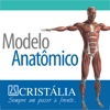 Modelo Anatômico