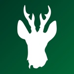 Roebuck Calls for Roe Deer