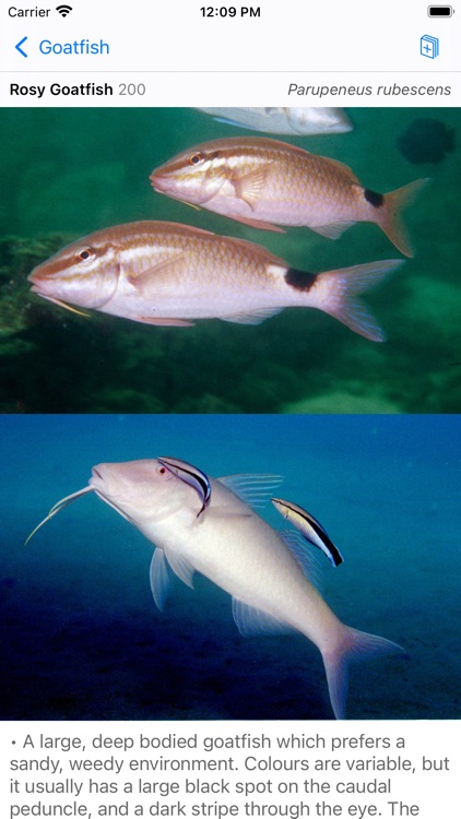 Red Sea Fish ID screenshot-4