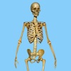 Skeletal System Quizzes