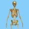 Our app for anyone who wants to learn or test and refresh your knowledge about skeleton system anatomy, functions and disorders