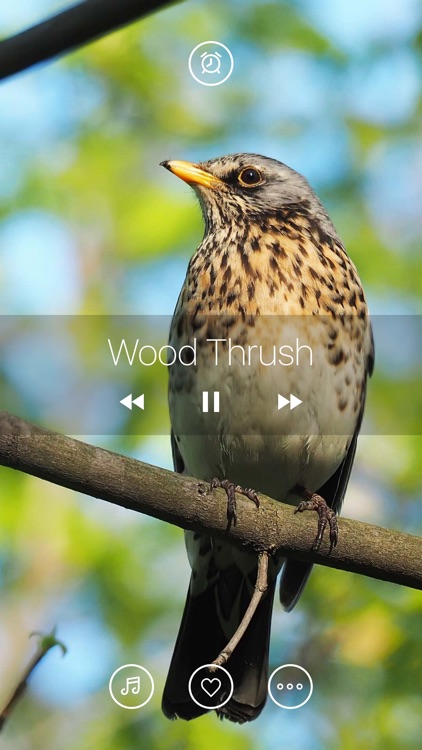 Bird Sounds, Listen & Relax screenshot-1