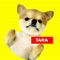 Introducing the famous Chihuahua Tara on social media