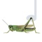 With the Chirping guide, the user learns to recognize the sounds of Finnish grasshoppers and bushcrickets