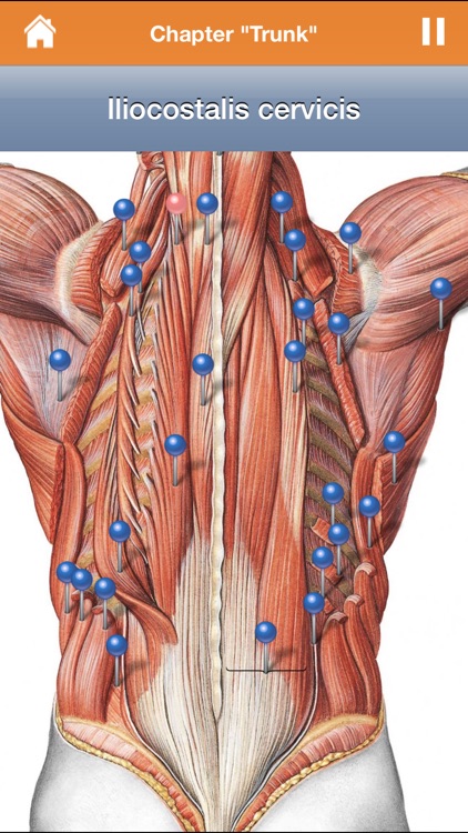 Sobotta Anatomy