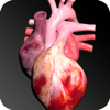 Sistema Circulatorio en 3D - Victor Gonzalez Galvan