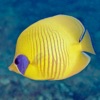 Red Sea Fish ID