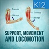 Support, Movement & Locomotion