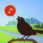 Chirp Bird Songs  Calls USA