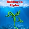 Budding in Hydra