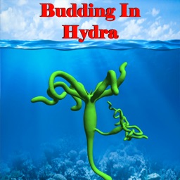 Budding in Hydra