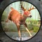 Let’s start the deer hunting season in the jungle in the new wild deer hunt: hunting game