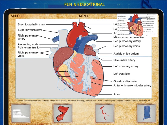 Anatomy Puzzles