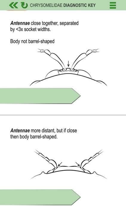 Leaf Beetle ID Guide screenshot-3