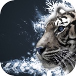 Live Wallpapers 2019