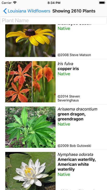 Louisiana Wildflowers