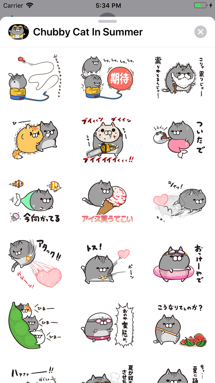 Chubby Cat in Summer