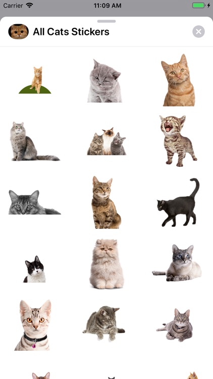 All Cats Stickers