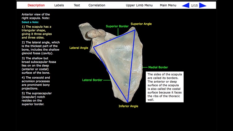 Human Skeleton: Gross Anatomy screenshot-7