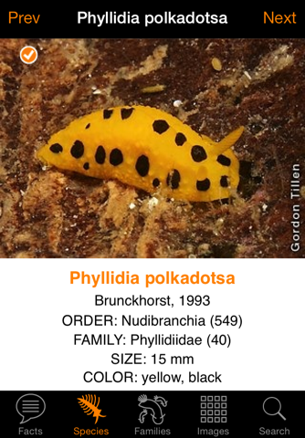 Nudibranch ID Indo Pacific - náhled