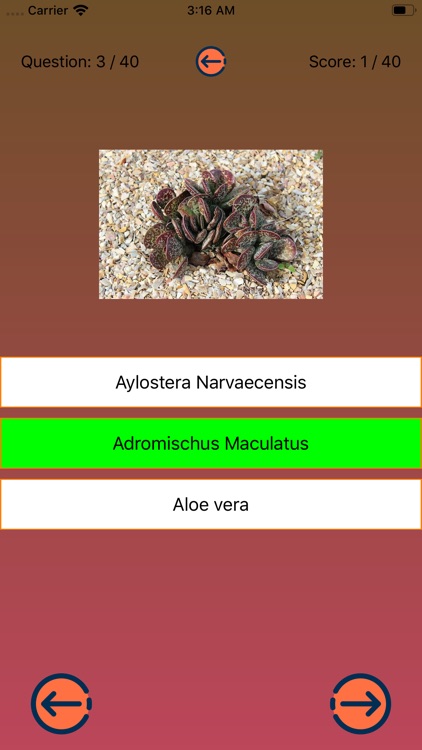 Get to know the Succulents