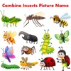 Combine Insects Picture Name