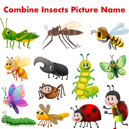Combine Insects Picture Name