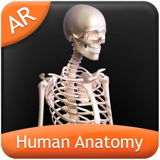 Human Anatomy - Skeletal icon