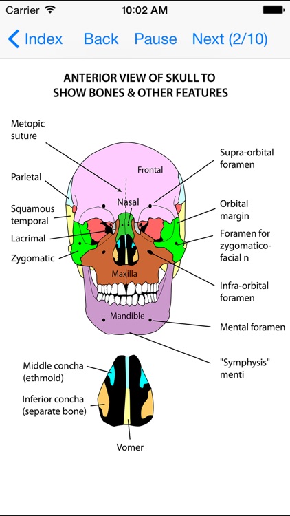 Anatomy Lectures Head and Neck screenshot-0