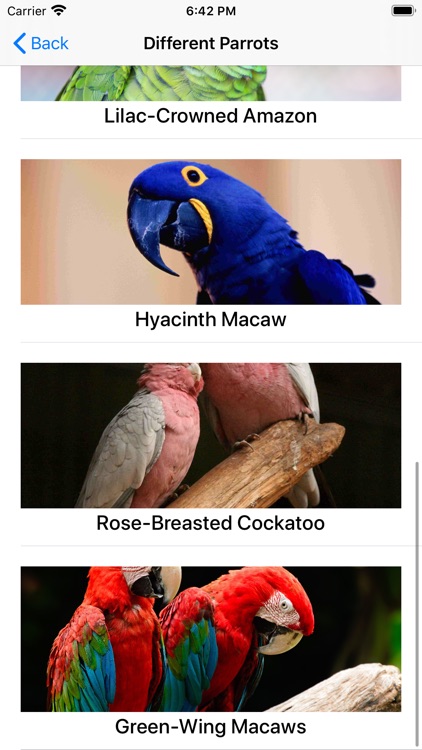 Training-Parrot-Training