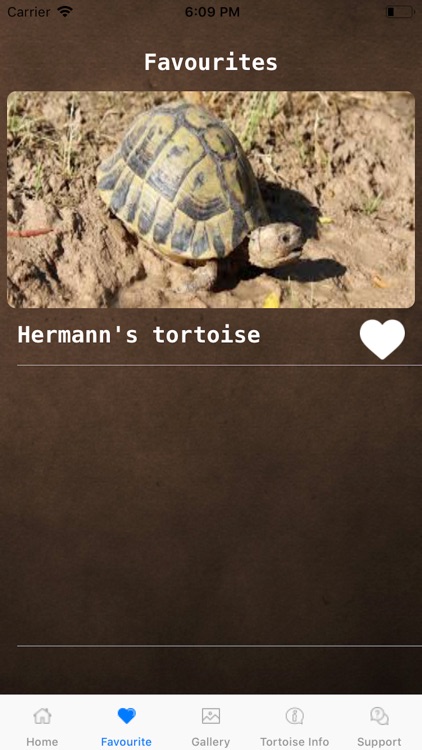 Tortoise Creep