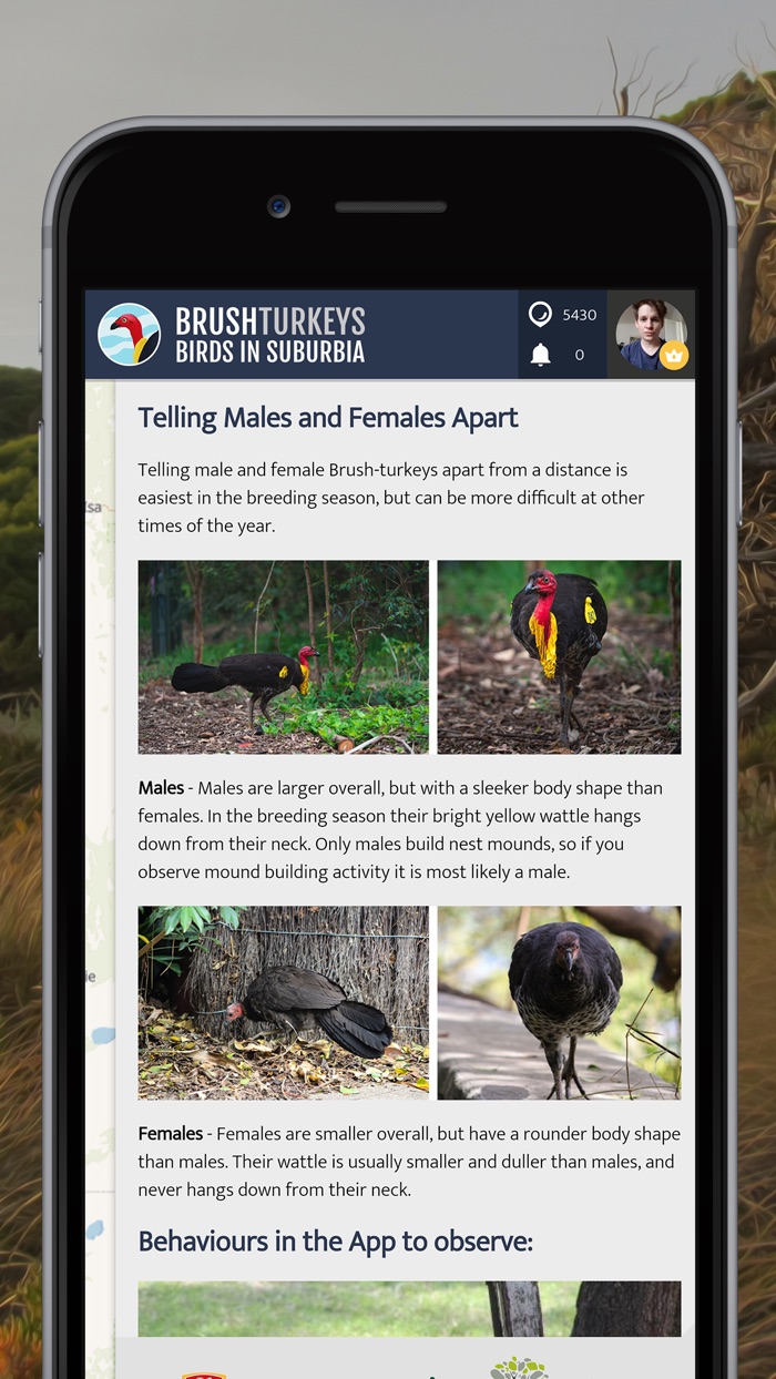 BrushTurkeys  SPOTTERON