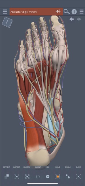 Leg, Ankle, Foot: 3D Real-time