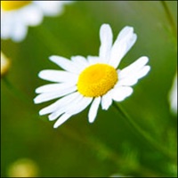 Aroma4Therapy pour PC