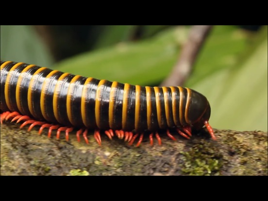 【图】Video Touch Lite – Baby Game(截图3)