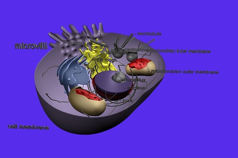 Cell Structure in 3D screenshot 3