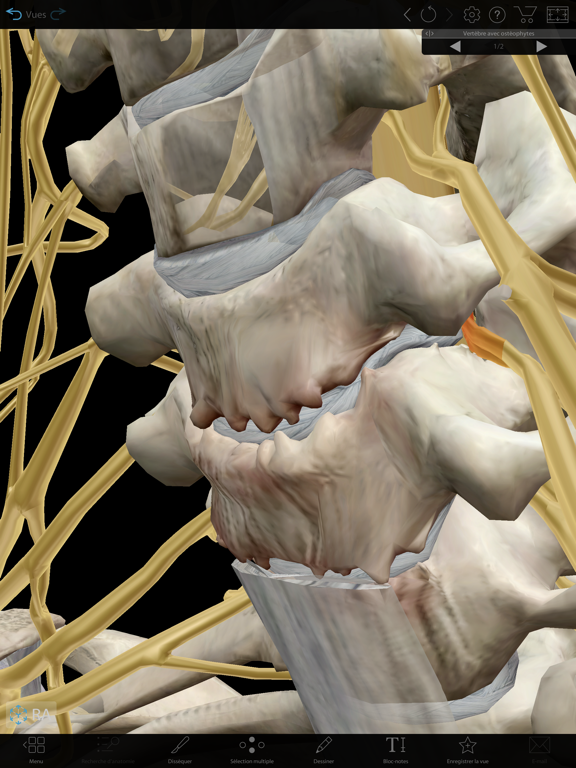 Muscles & Kinésiologie Muscles & Kinésiologie